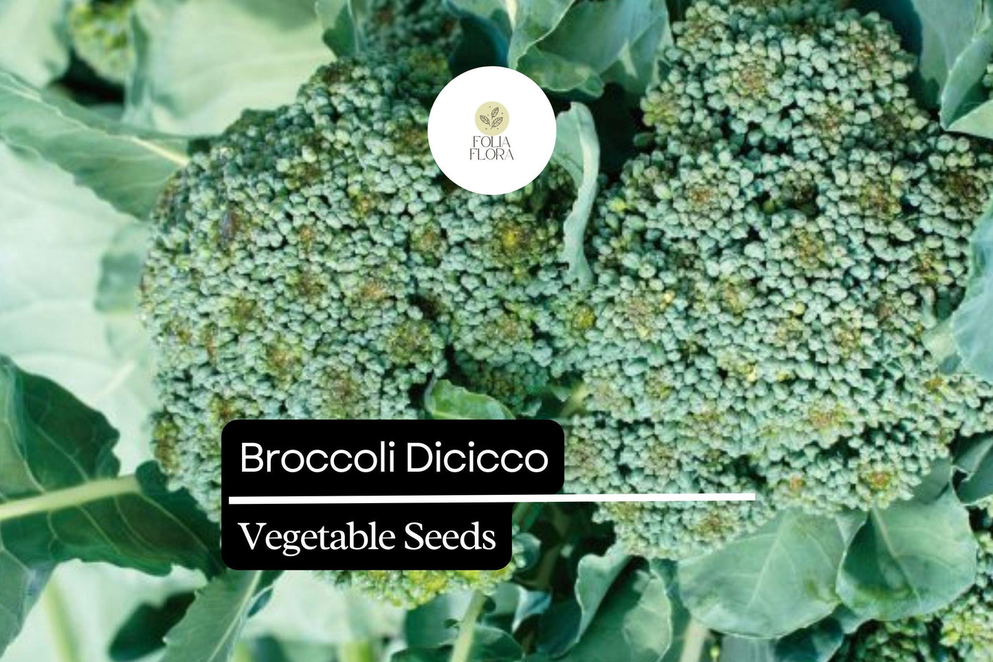 Broccoli Di Cicco Seeds | Heirloom Italian Variety, Multiple Harvests, Bright Green Florets, Brassica oleracea