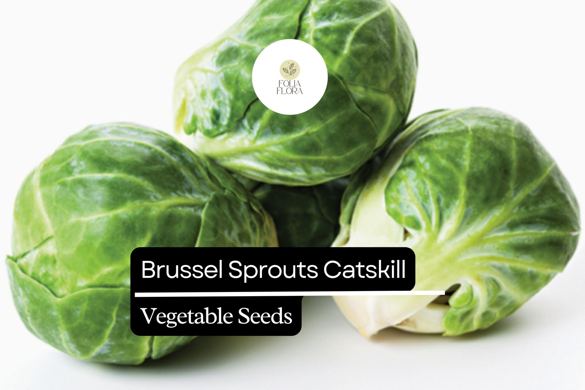 Catskill Brussel Sprout Seeds | Heirloom, Cold-Hardy, Bright Green, 1g Brassica oleracea var. gemmifera