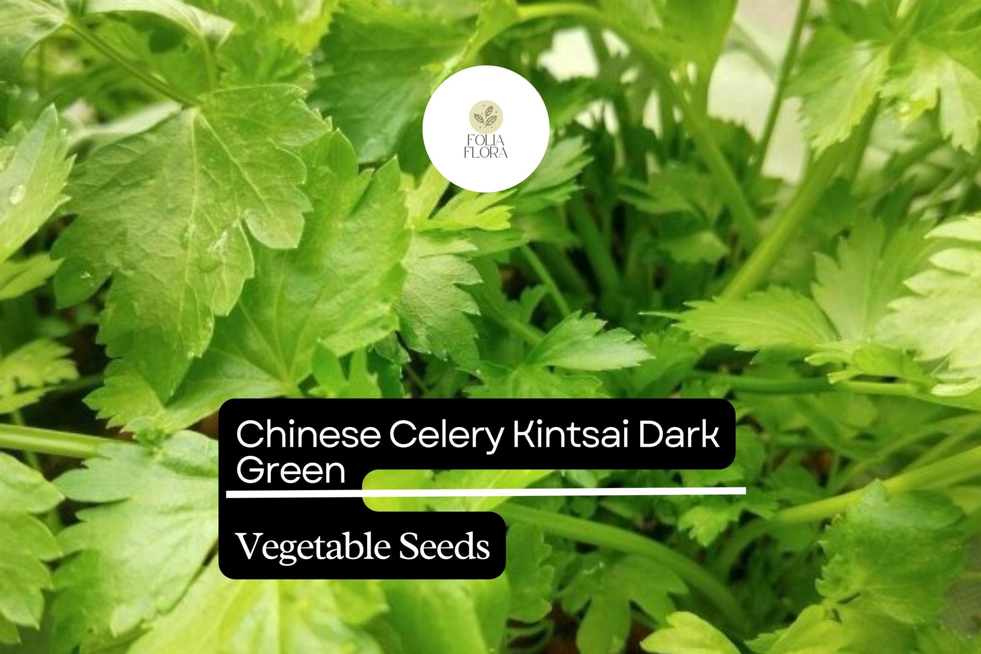 Chinese Celery Seeds 500mg Heirloom Kintsai Dark Green Apium graveolens var. secalinum for Asian cuisine
