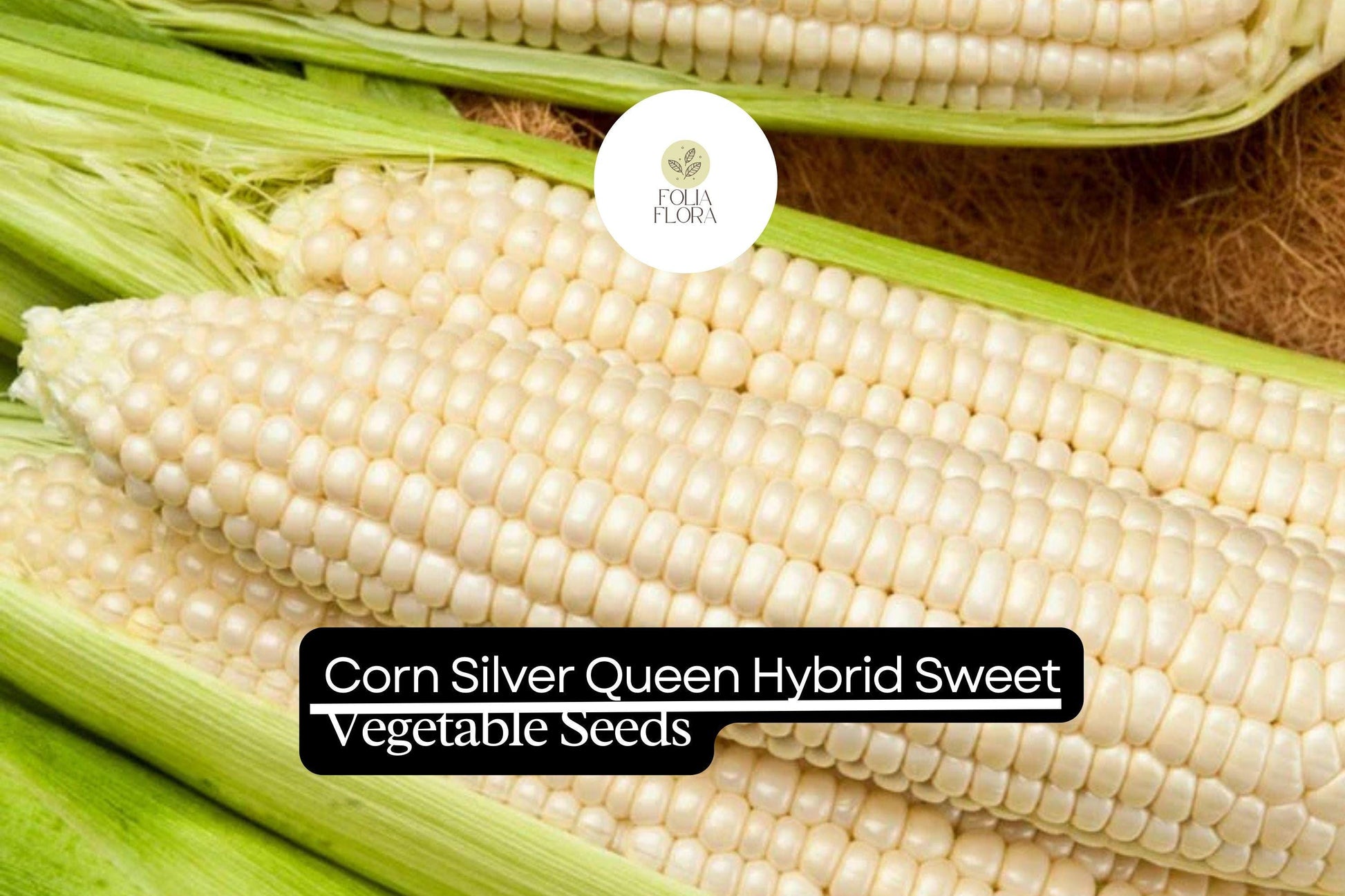Silver Queen Corn Seeds | High-Yield Hybrid Sweet Corn Zea mays | Creamy White Kernels, Disease-Resistant, Full Sun