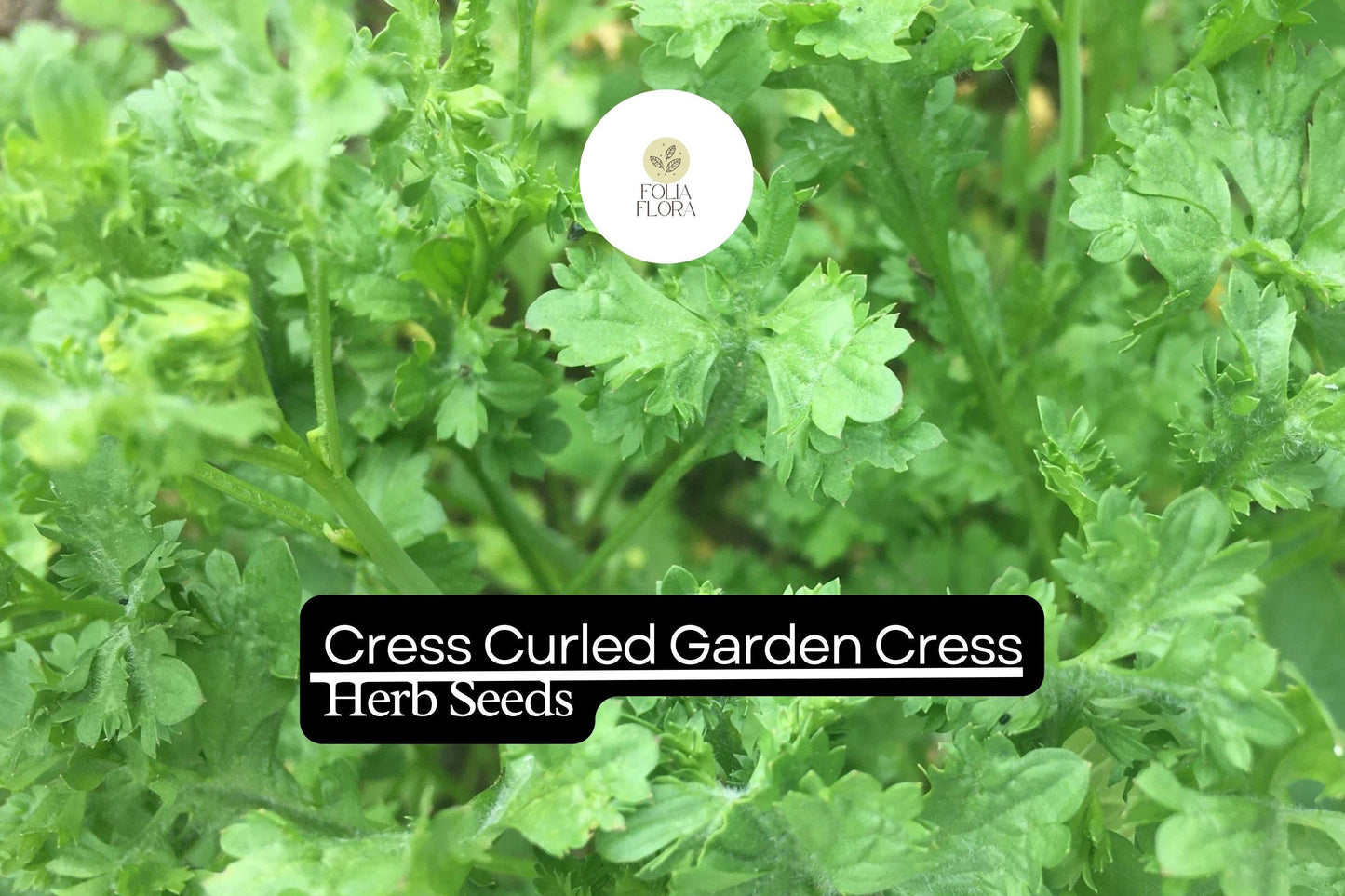 Cress Seeds 1g Pack | Curled Lepidium sativum | Peppery Garden Microgreens for Salads & Garnishes