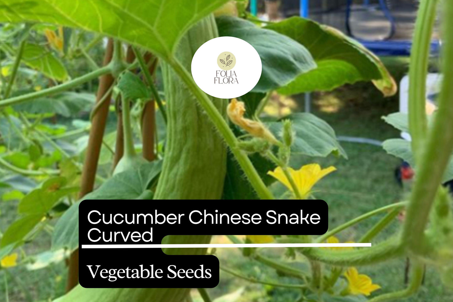 Cucumber Seeds Chinese Snake Curved Heirloom Non-GMO High-Yield Cucumis sativus 10 Pack