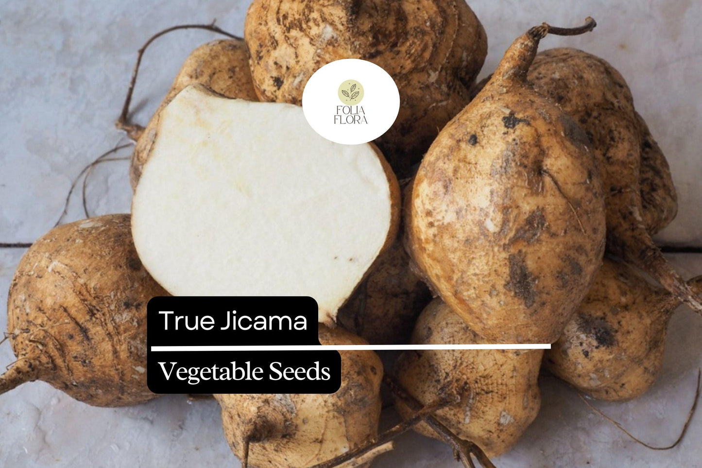 True Jicama Seeds | Pachyrhizus erosus | Heirloom Non-GMO Root Vegetable for Fresh Snacking & Salads
