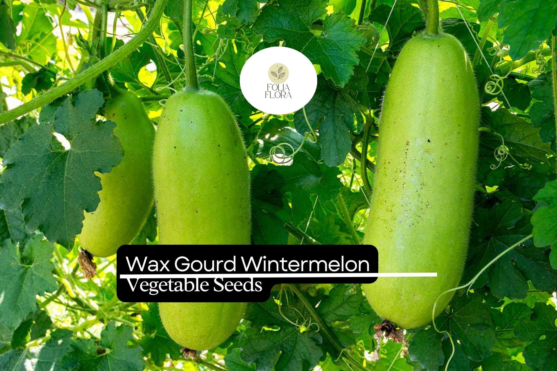 Wintermelon Wax Gourd Seeds | Heirloom Benincasa hispida for Soup & Curry | Large Oval Fruits, Green, Waxy Coating