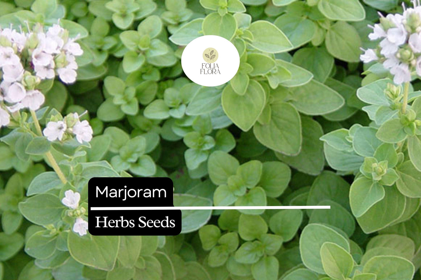 Marjoram Seeds 100mg | Sweet Aromatic Herb, Non-GMO | Origanum majorana for Culinary & Herb Gardens
