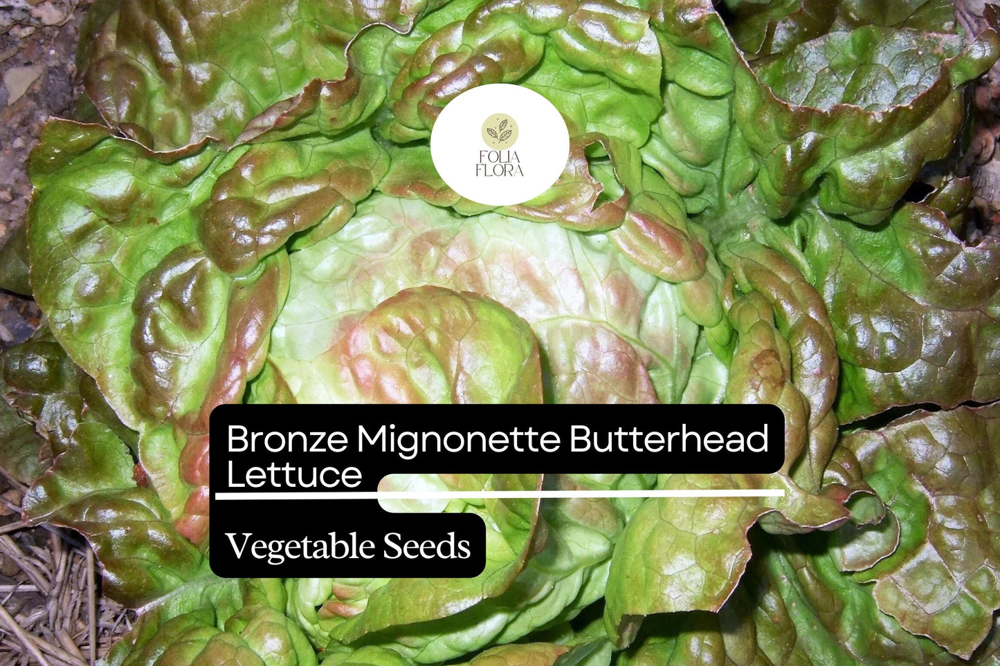 Bronze Mignonette Lettuce Seeds | Heirloom Non-GMO Butterhead Lactuca sativa for Salads & Containers