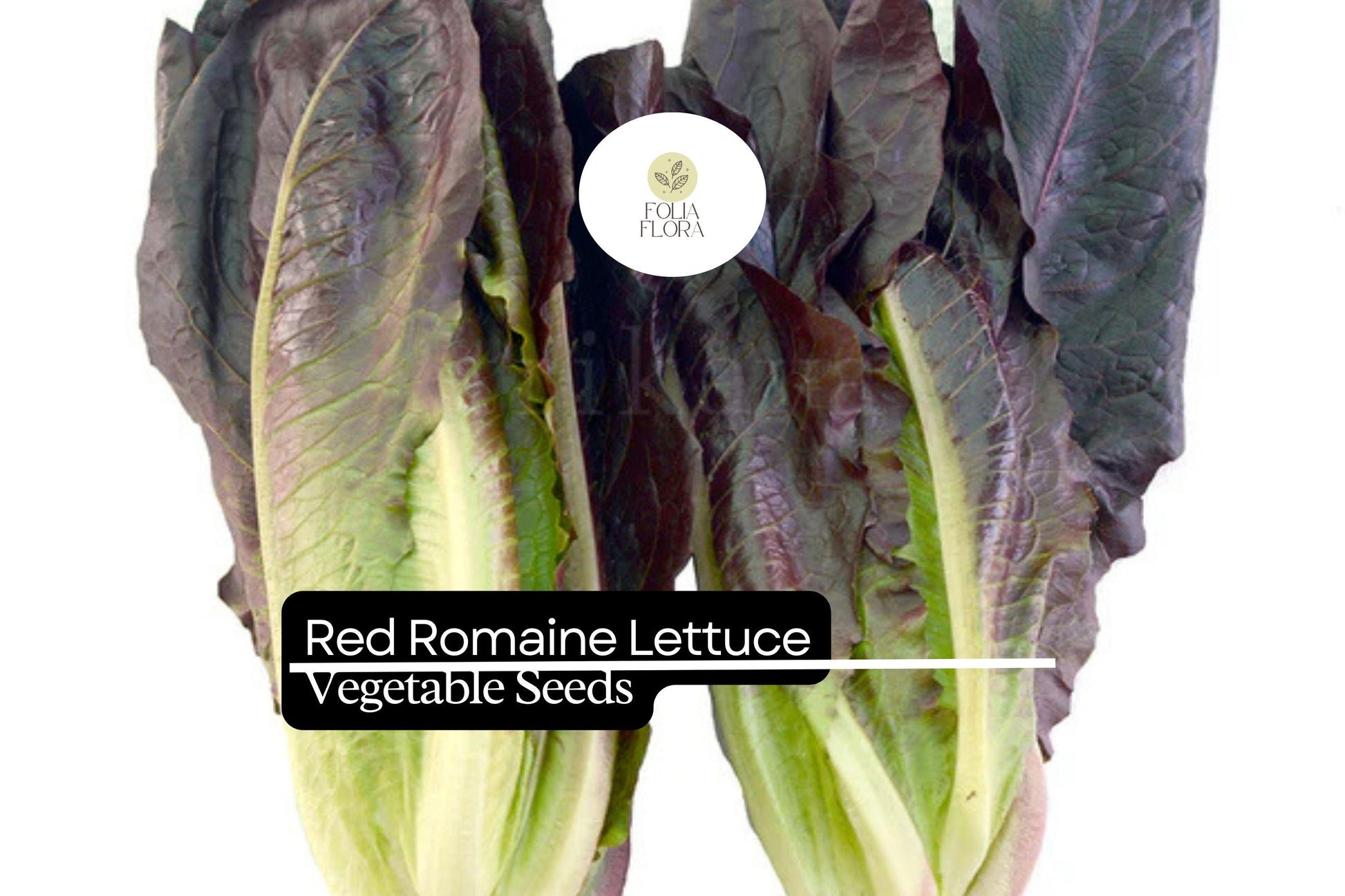 Red Romaine Lettuce Seeds | Heirloom Non-GMO Lactuca sativa for Salads & Containers