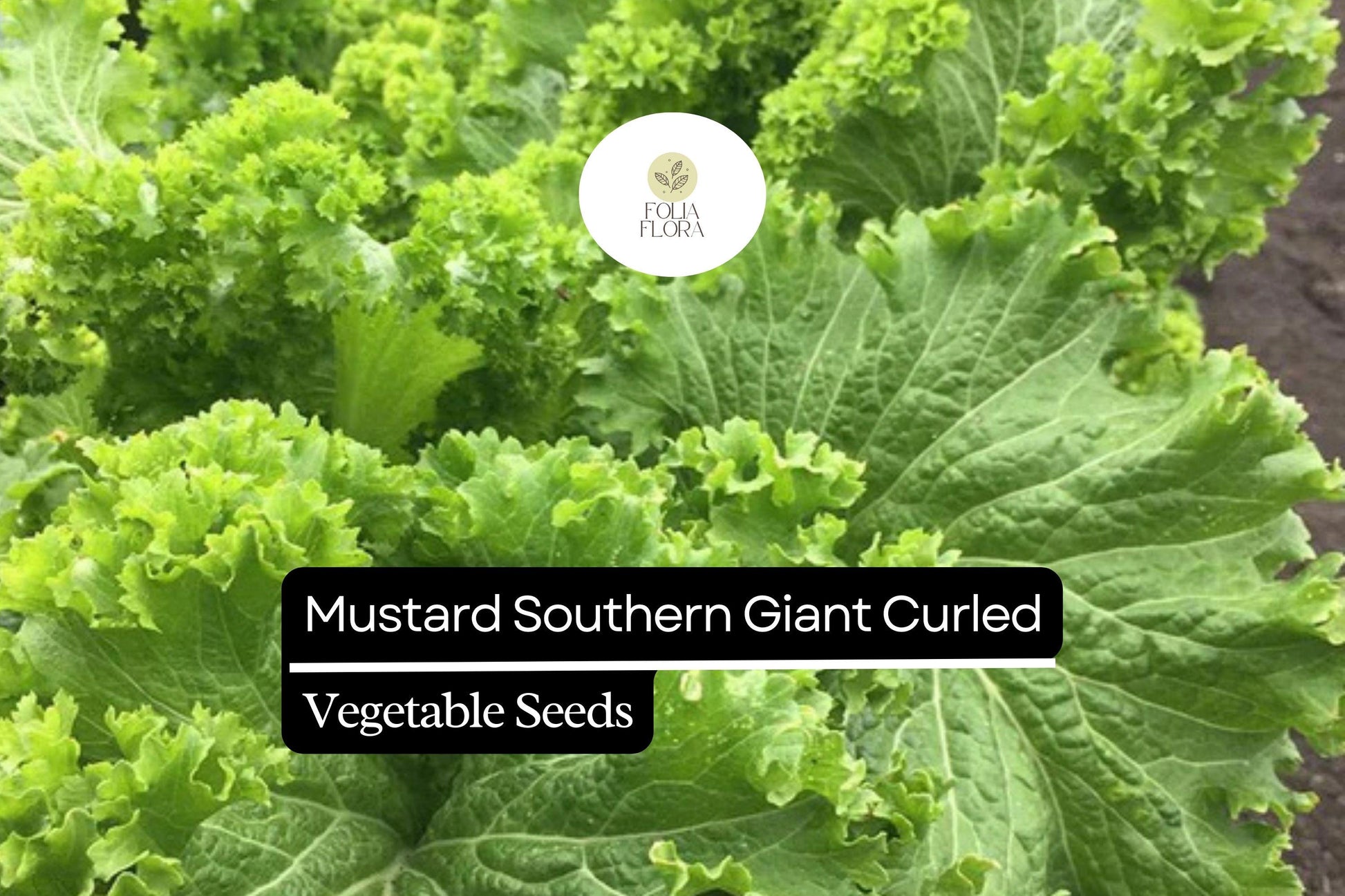 Mustard Southern Giant Curled Seeds | Heirloom, Spicy Greens | Brassica juncea | 1g Packet