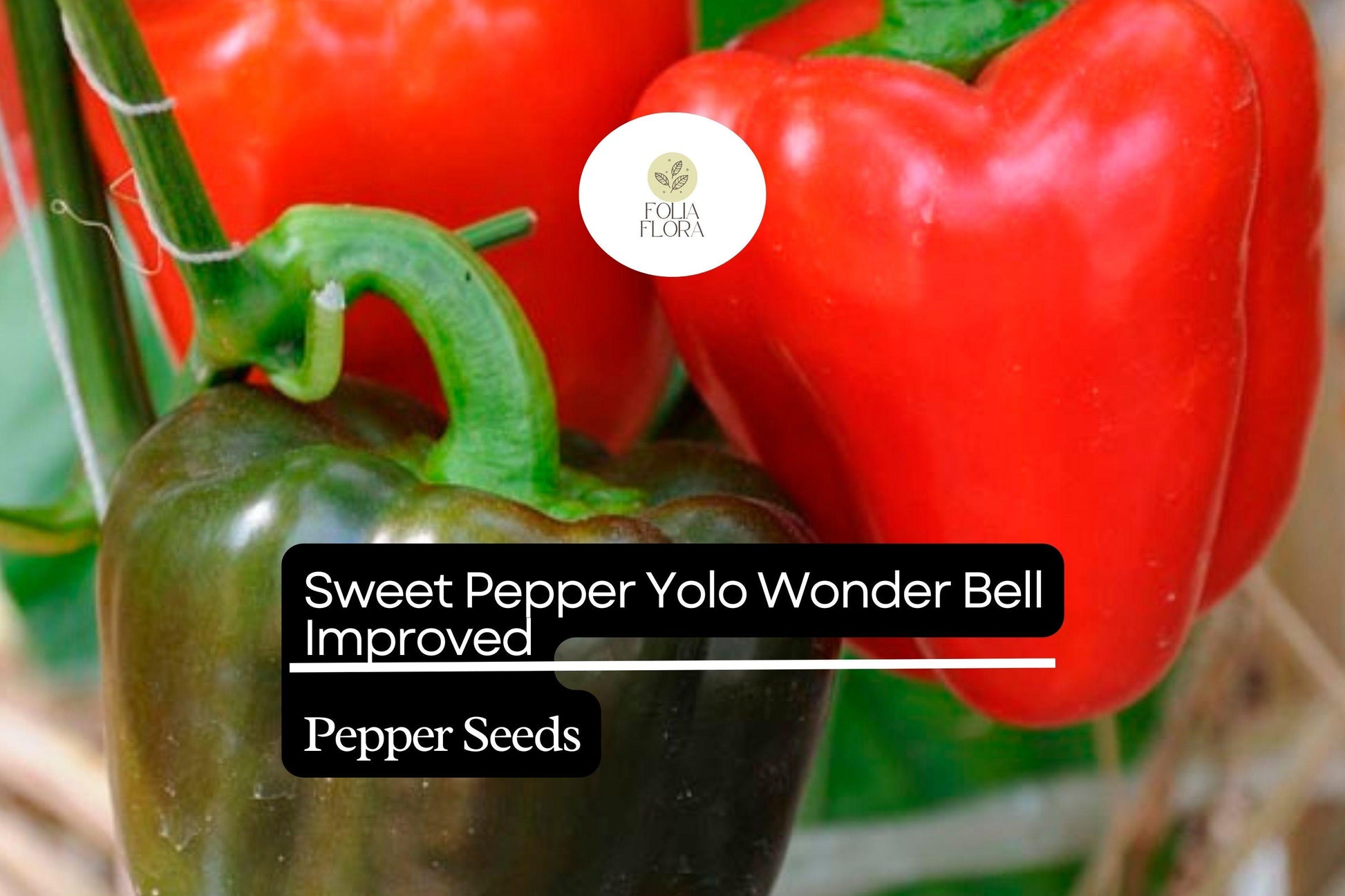 Yolo Wonder Bell Sweet Pepper Seeds | Non-GMO Heirloom Capsicum annuum for Stuffing & Cooking