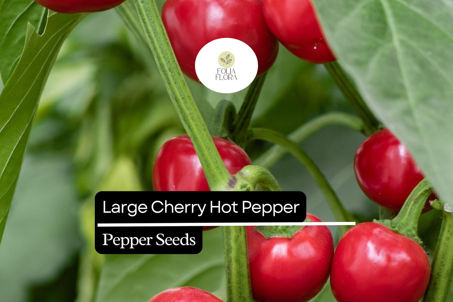 Large Cherry Hot Pepper Seeds – Mild-Medium Heat, Pickling & Garnishing, Vibrant Red, Capsicum annuum, Non-GMO, 250mg