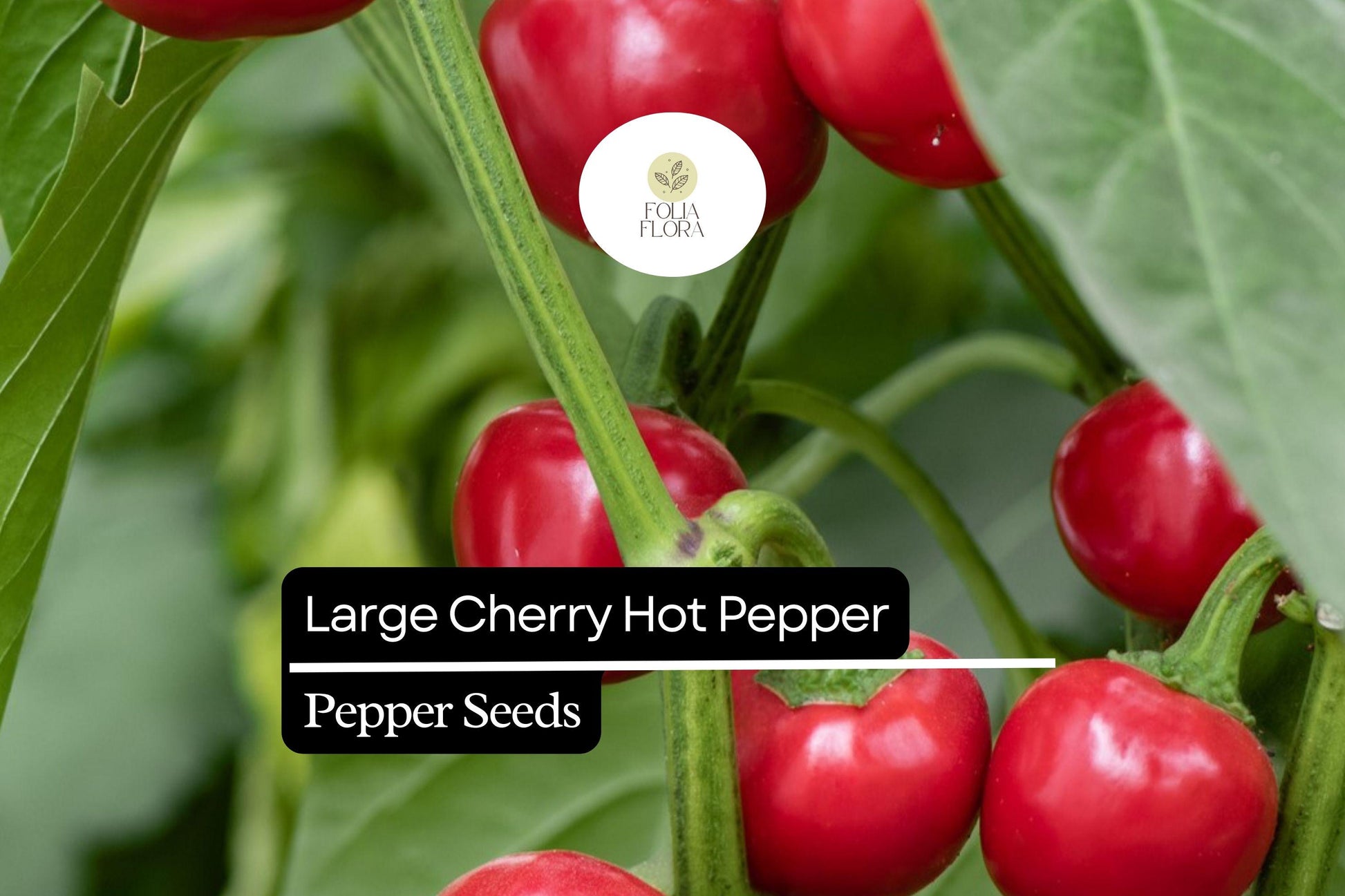 Large Cherry Hot Pepper Seeds – Mild-Medium Heat, Pickling & Garnishing, Vibrant Red, Capsicum annuum, Non-GMO, 250mg