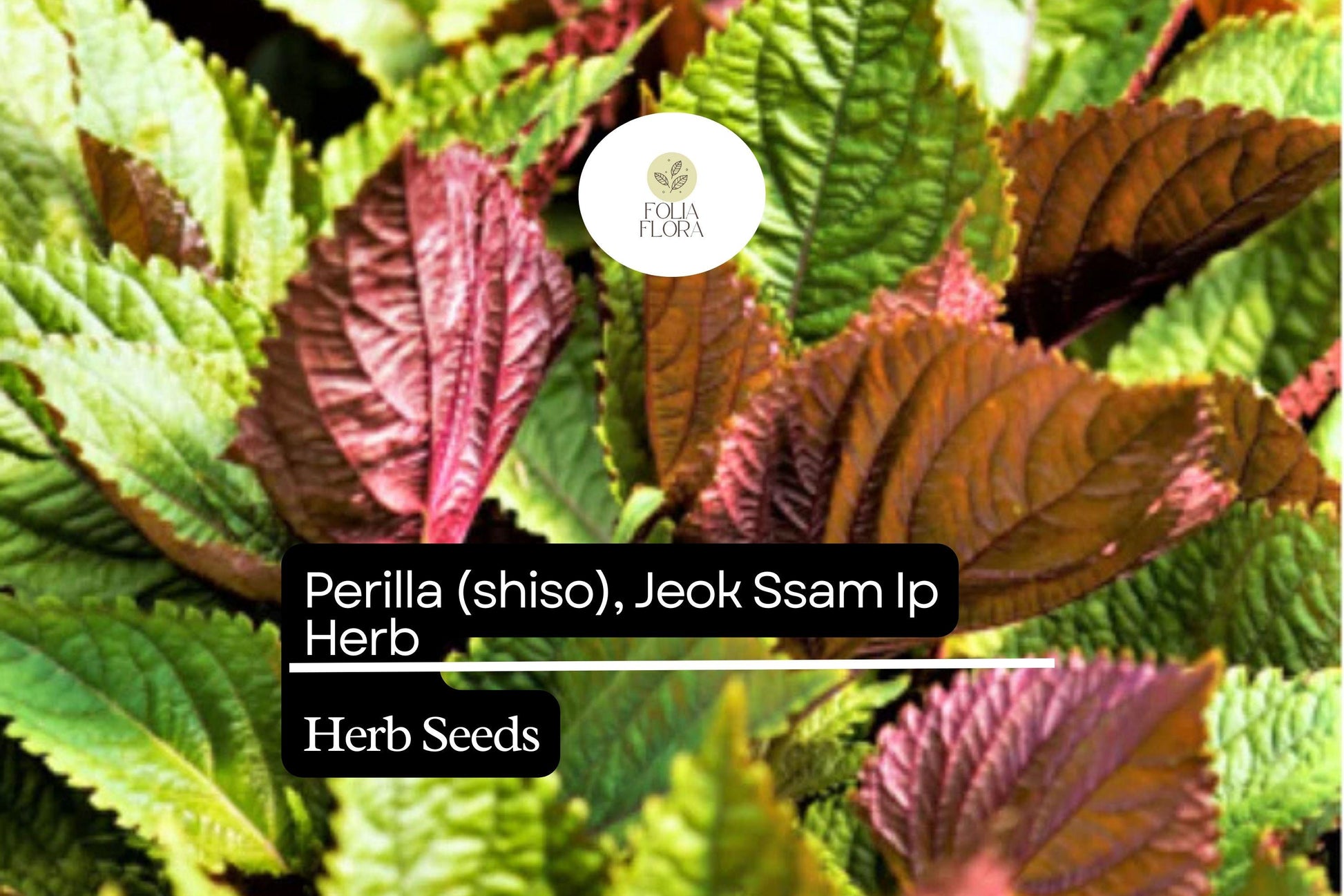 Perilla frutescens Seeds | Red-Leaf Asian Herb for Korean Wraps, Garnishes & Pickling | Non-GMO, 500mg