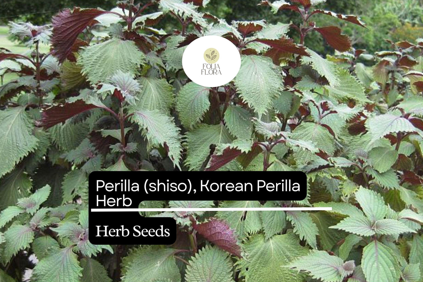 Korean Perilla Seeds | Aromatic Herb for Culinary & Garden | Non-GMO | Perilla frutescens