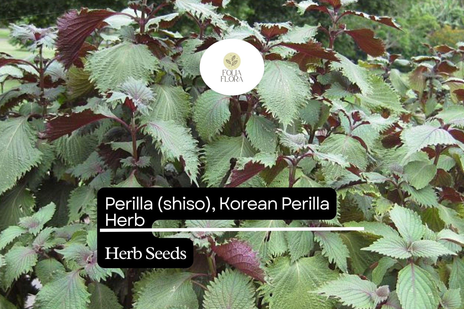 Korean Perilla Seeds | Aromatic Herb for Culinary & Garden | Non-GMO | Perilla frutescens