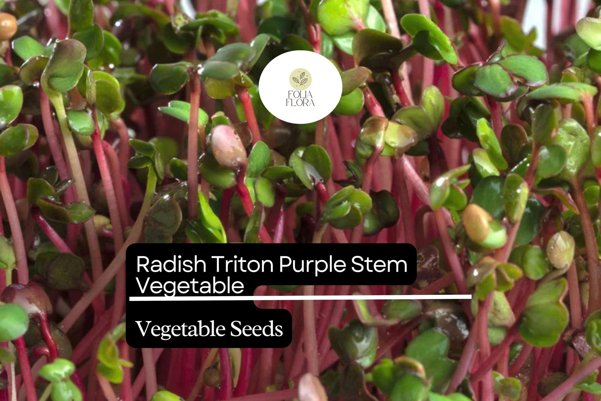 Radish Seeds | Triton Purple Stem Edible Pods | Non-GMO Raphanus sativus for Salad & Pickling