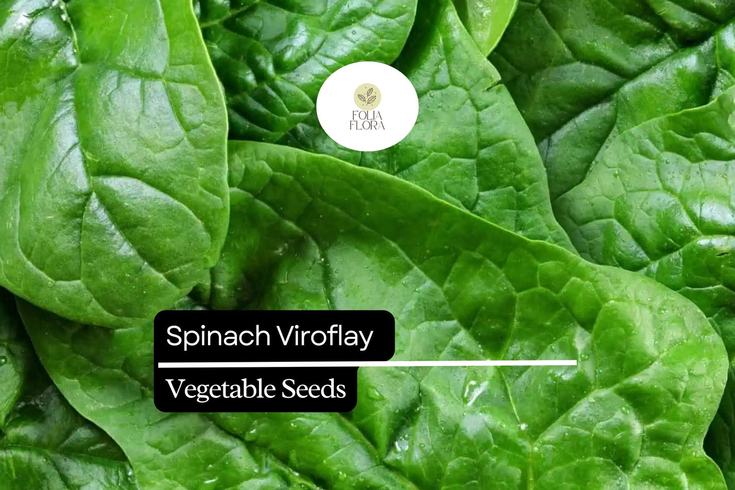 Spinach Viroflay Seeds | Heirloom, Giant Leaves, Fast-Growing | Spinacia oleracea