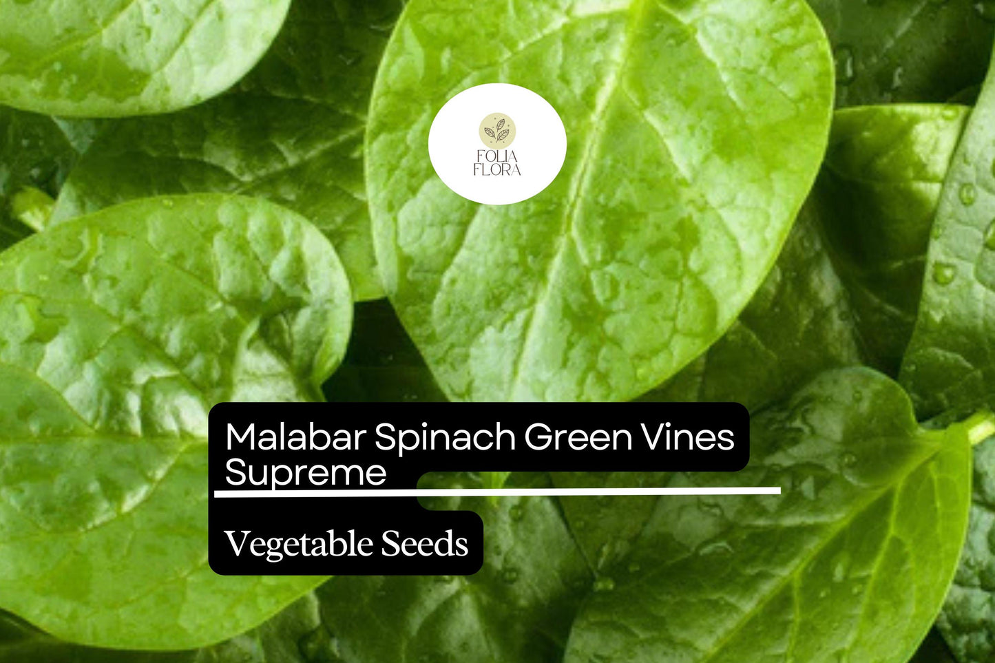 Malabar Spinach Seeds | Heat-Tolerant Climbing Green Vines | Basella alba Non-GMO 500mg Pack