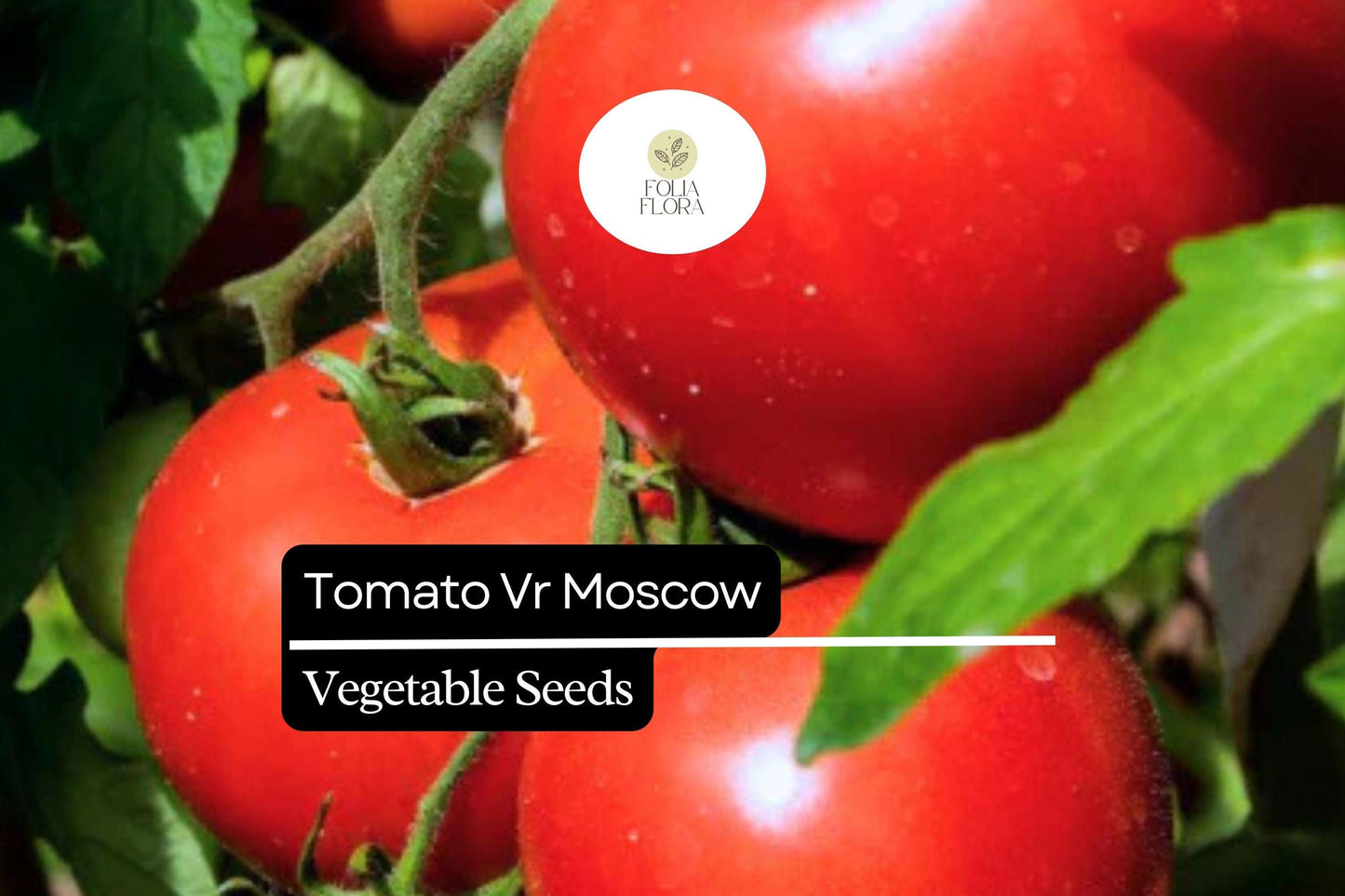 VR Moscow Tomato Seeds 100mg Heirloom, Sweet, Disease-Resistant Solanum lycopersicum