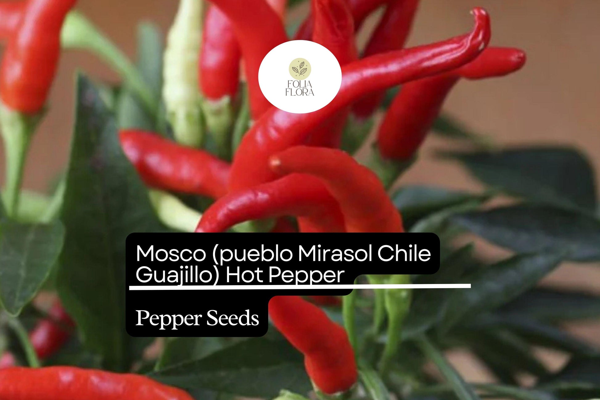Mosco Pueblo Mirasol Guajillo Chile Seeds | Non-GMO Capsicum annuum for Salsas & Sauces