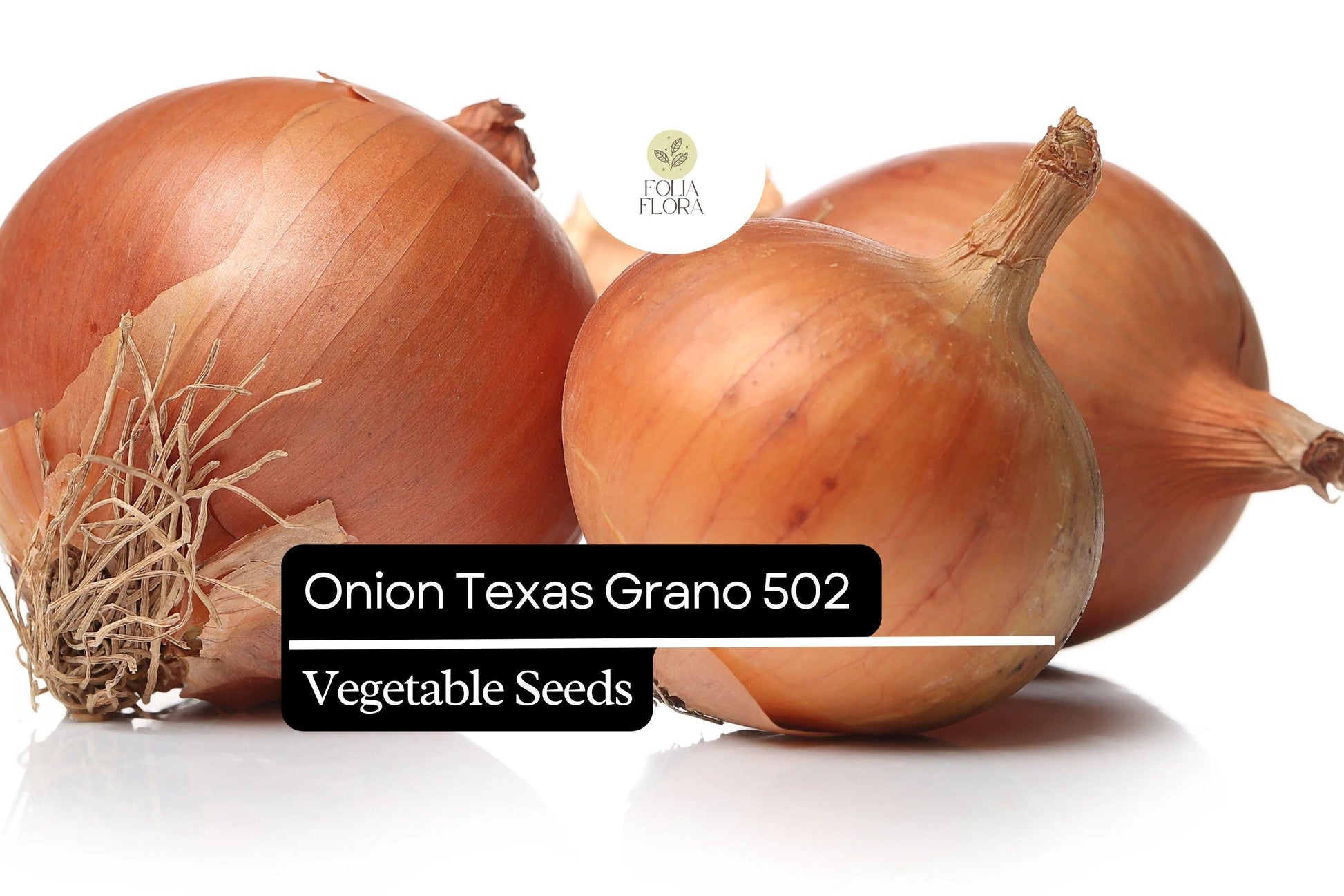 Texas Grano 502 Onion Seeds – Non-GMO, Sweet Globe Onion, Allium cepa, 250mg Packet