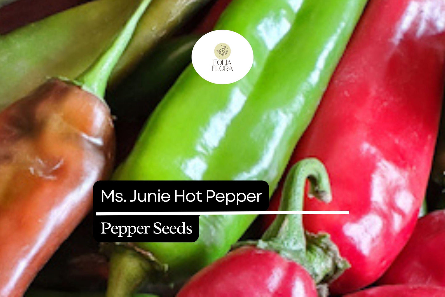 Ms. Junie Hot Pepper Seeds | Capsicum Annuum Medium Heat for Sauces & Salsas