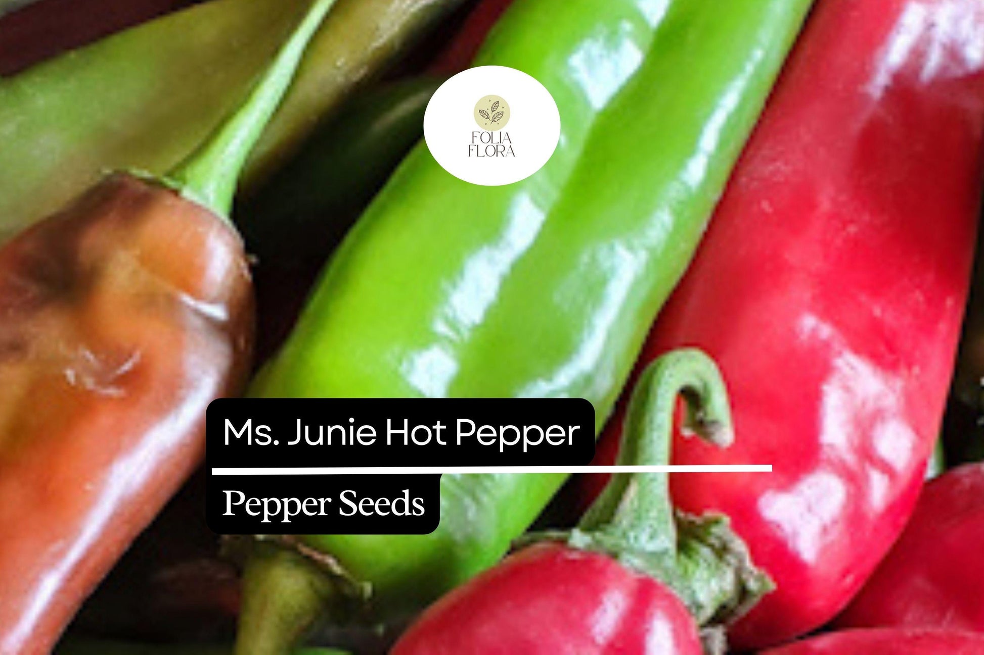Ms. Junie Hot Pepper Seeds | Capsicum Annuum Medium Heat for Sauces & Salsas