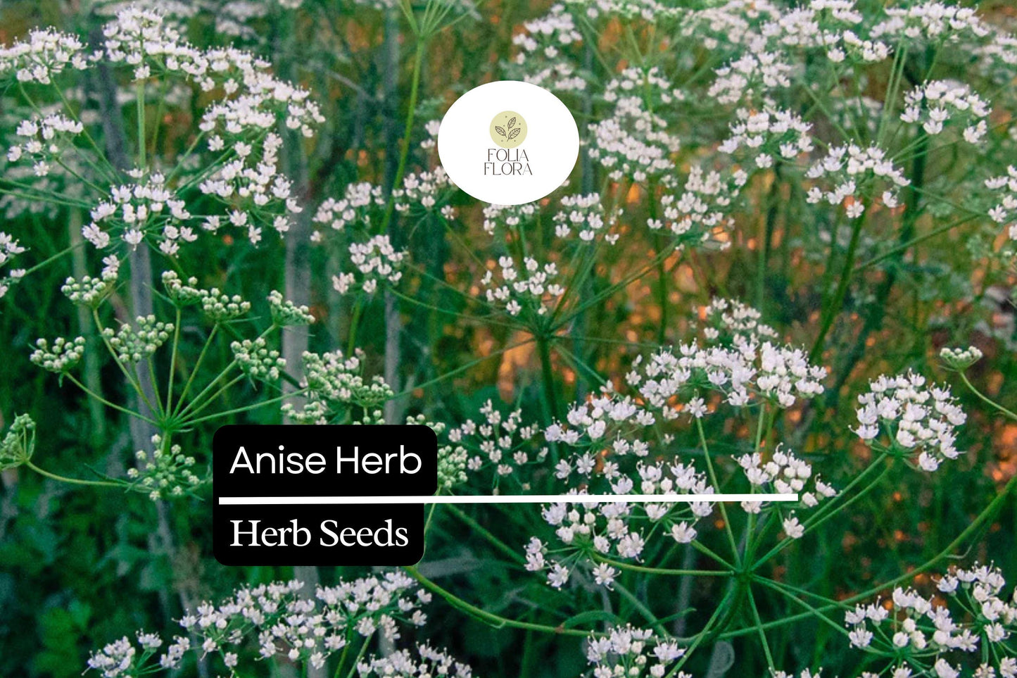 250mg Anise Herb Seeds | Pimpinella anisum | Culinary, Aromatic, Sweet Licorice Flavor