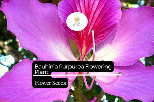 10 Bauhinia Purpurea Seeds | Purple Orchid Tree Flowering Plant | Exotic Garden Tree | Bauhinia purpurea