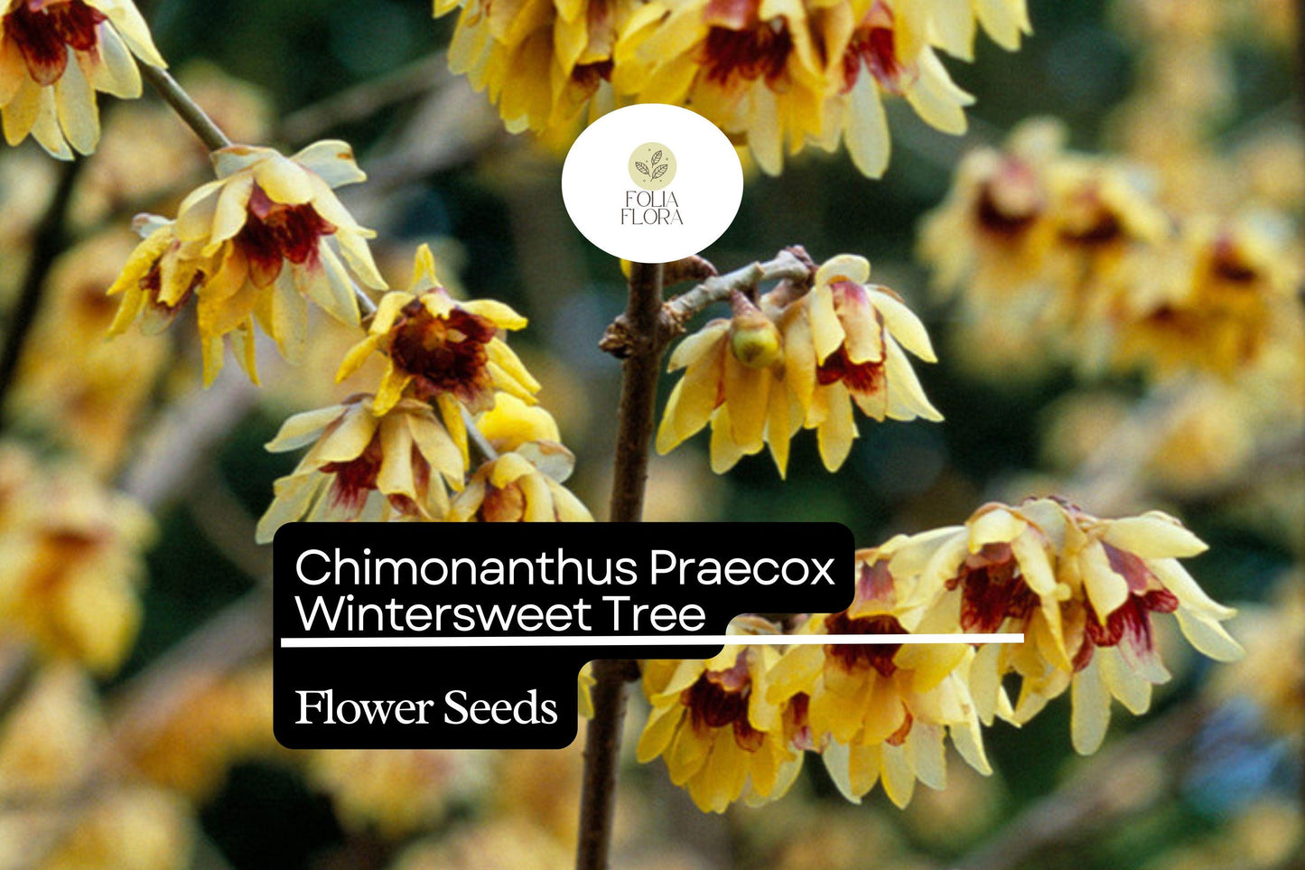10 Seeds Chimonanthus Praecox Wintersweet Tree | Fragrant Ornamental Shrub | Hardy Winter-Blooming Plant
