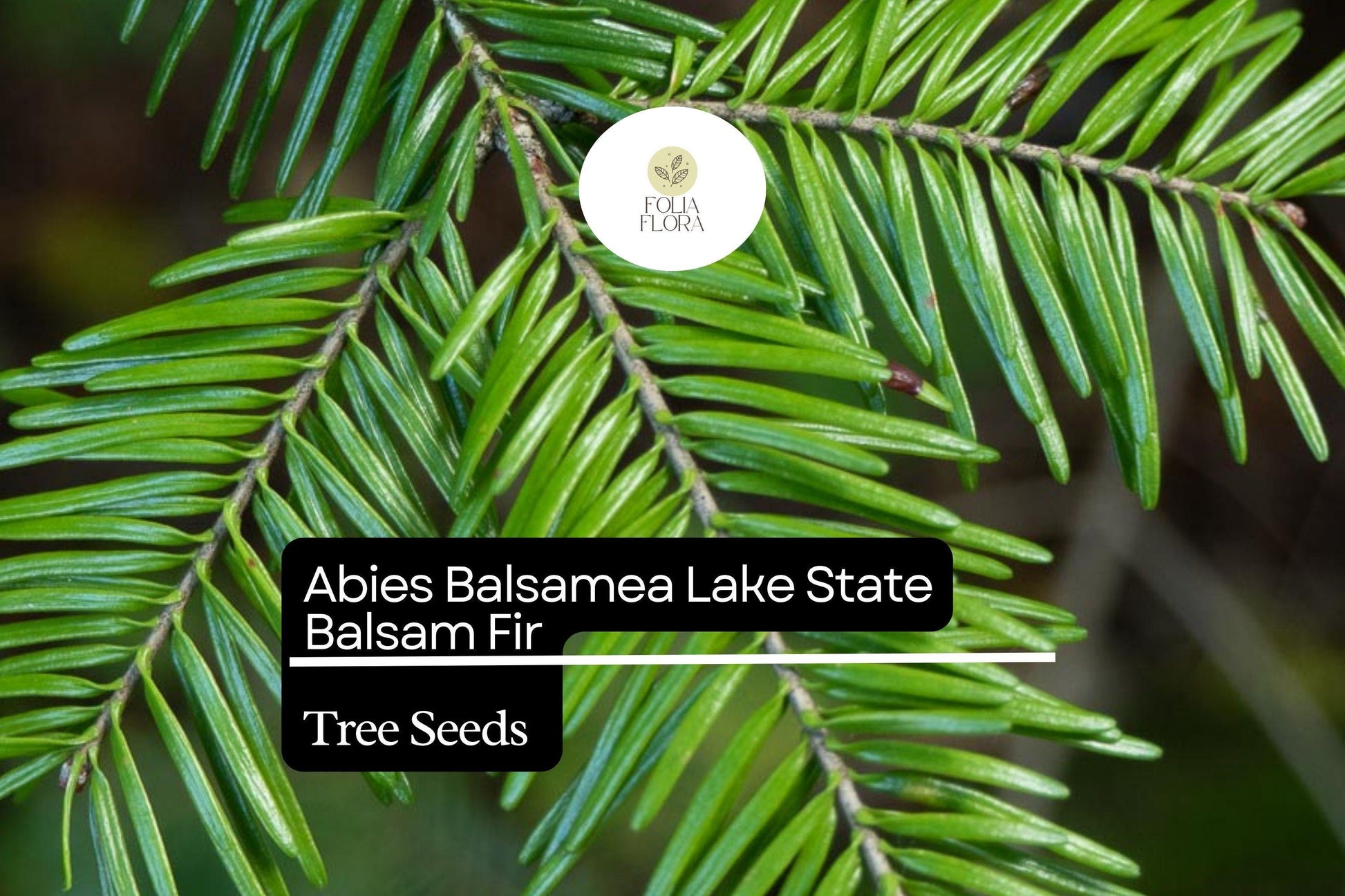 Balsam Fir Seeds | Evergreen Conifer for Reforestation & Landscaping | Abies balsamea