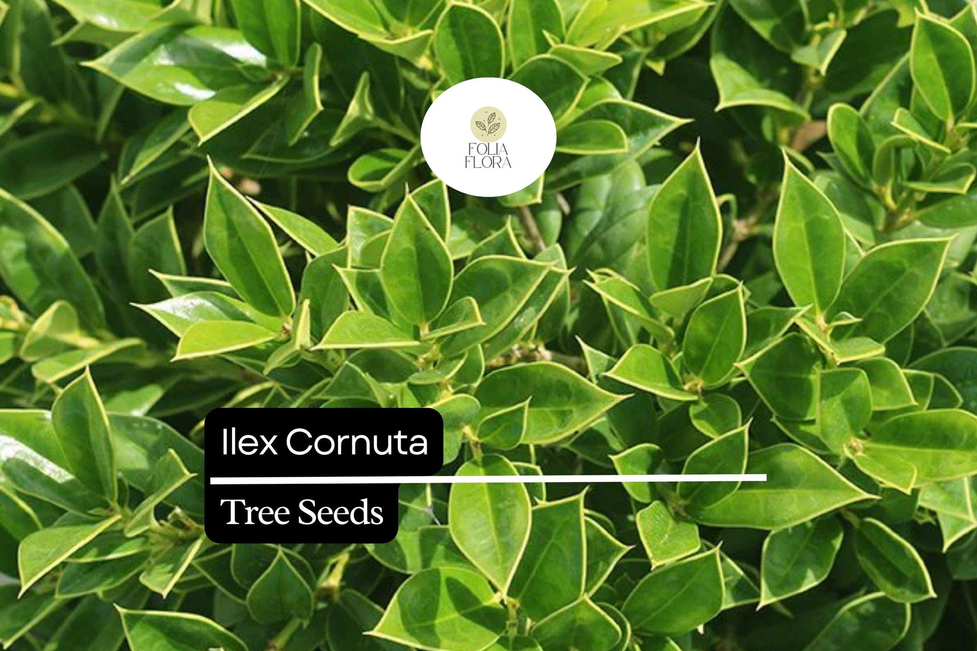 Ilex Cornuta Chinese Holly Seeds – 500mg Evergreen Shrub with Glossy Leaves, Red Berries, Drought-Tolerant, Wildlife-Friendly