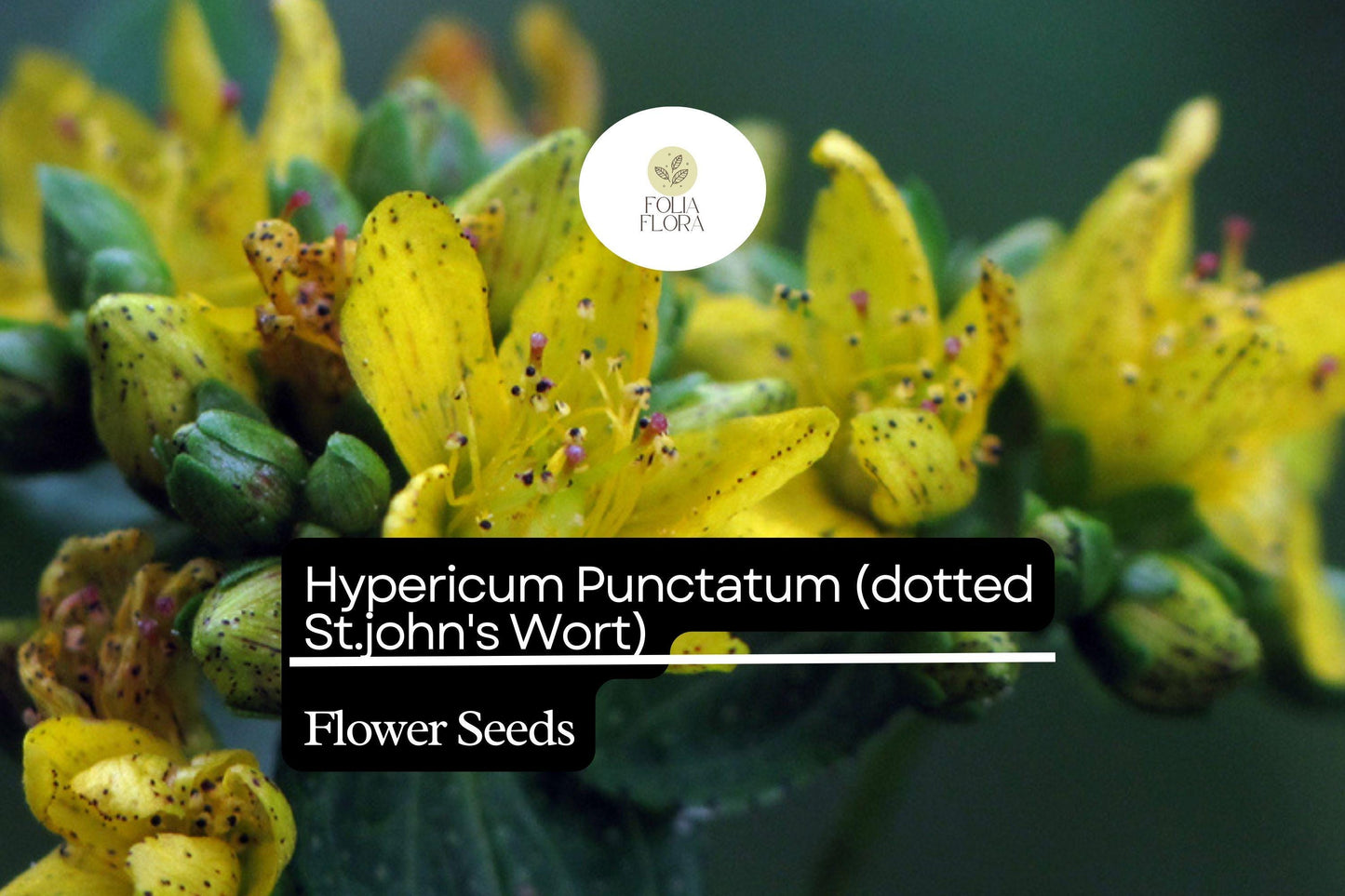 Hypericum Punctatum Seeds, Dotted St. John's Wort, Pollinator-Friendly Wildflower, Native Perennial for Gardens & Meadows