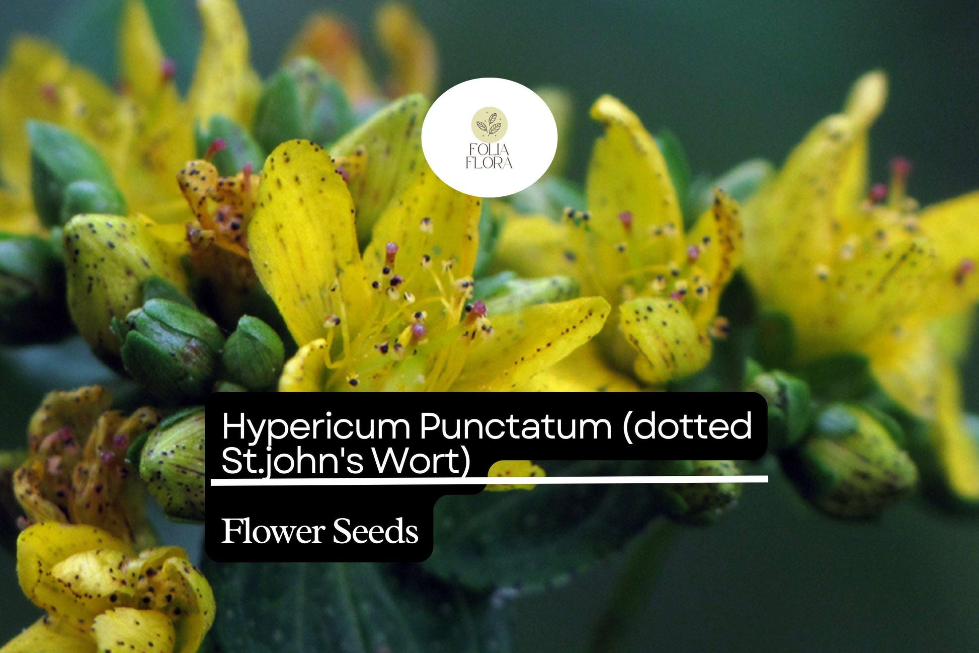 Hypericum Punctatum Seeds, Dotted St. John's Wort, Pollinator-Friendly Wildflower, Native Perennial for Gardens & Meadows