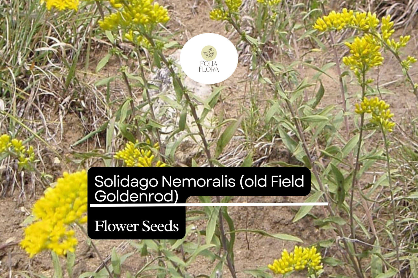 Old Field Goldenrod Seeds | Native Wildflower, Pollinator-Friendly, Drought-Tolerant | Solidago nemoralis, Yellow Blooms
