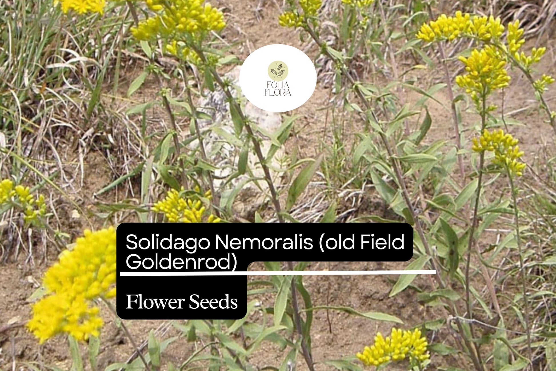 Old Field Goldenrod Seeds | Native Wildflower, Pollinator-Friendly, Drought-Tolerant | Solidago nemoralis, Yellow Blooms