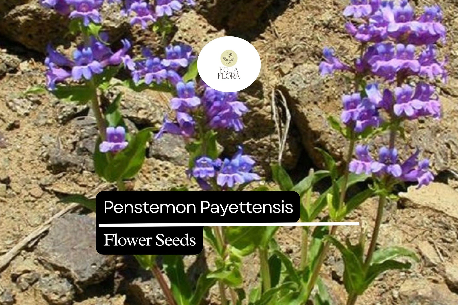 100mg Penstemon payettensis Seeds - Rare Native Wildflower for Pollinator Gardens, Drought-Tolerant, Violet-Blue Blooms, Xeriscaping