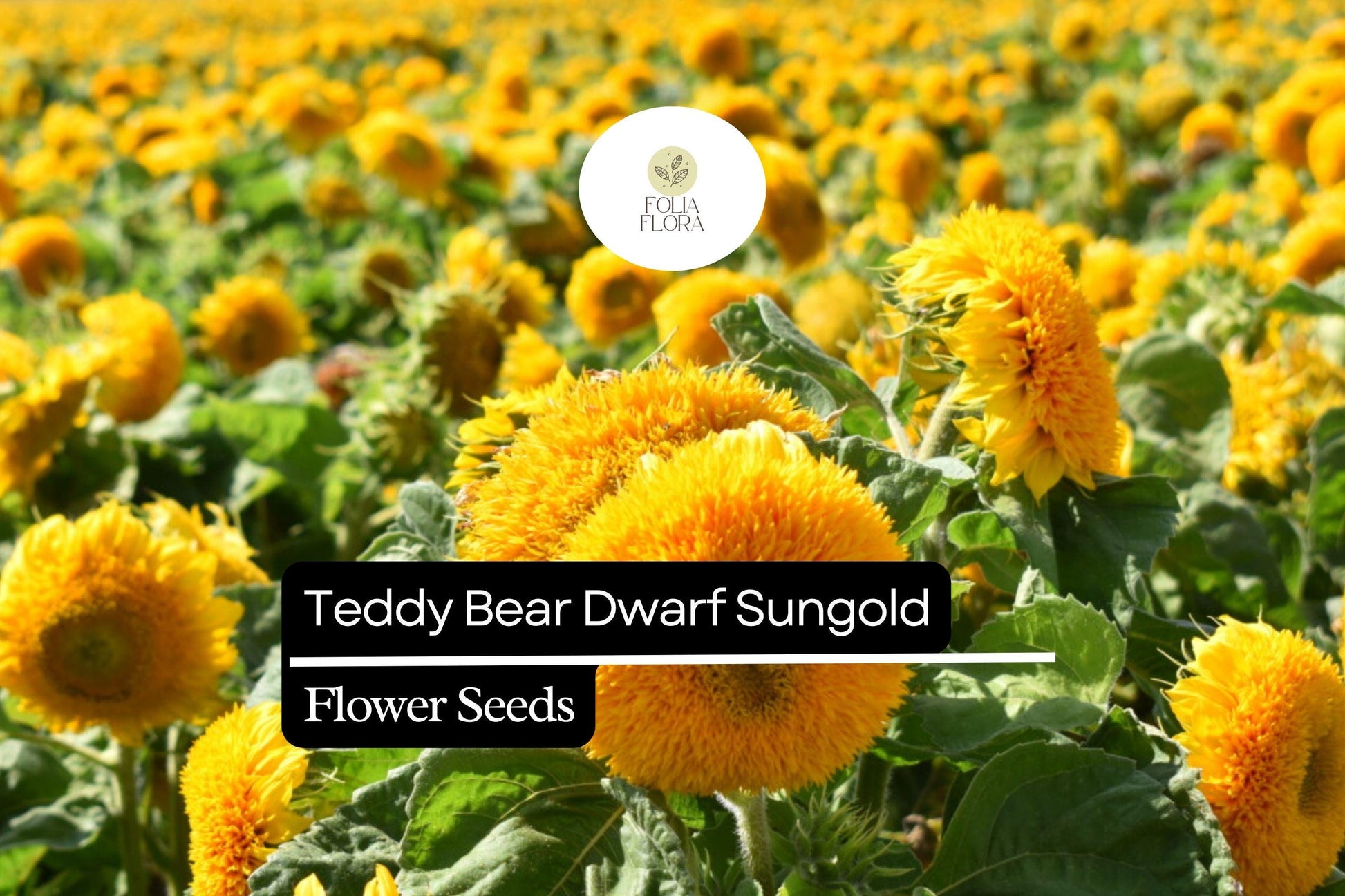 Teddy Bear Dwarf Sunflower Seeds 1g | Sungold Fully Double Golden Yellow Blooms | Helianthus annuus
