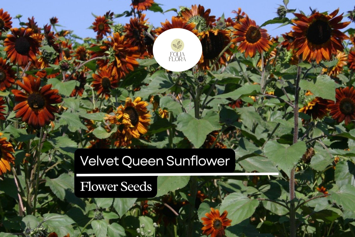 Velvet Queen Sunflower Seeds 1g | Deep Red Blooms Helianthus annuus for Gardens & Cut Flowers