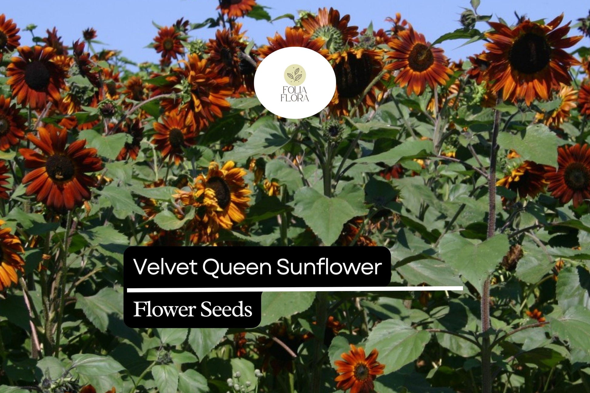 Velvet Queen Sunflower Seeds 1g | Deep Red Blooms Helianthus annuus for Gardens & Cut Flowers