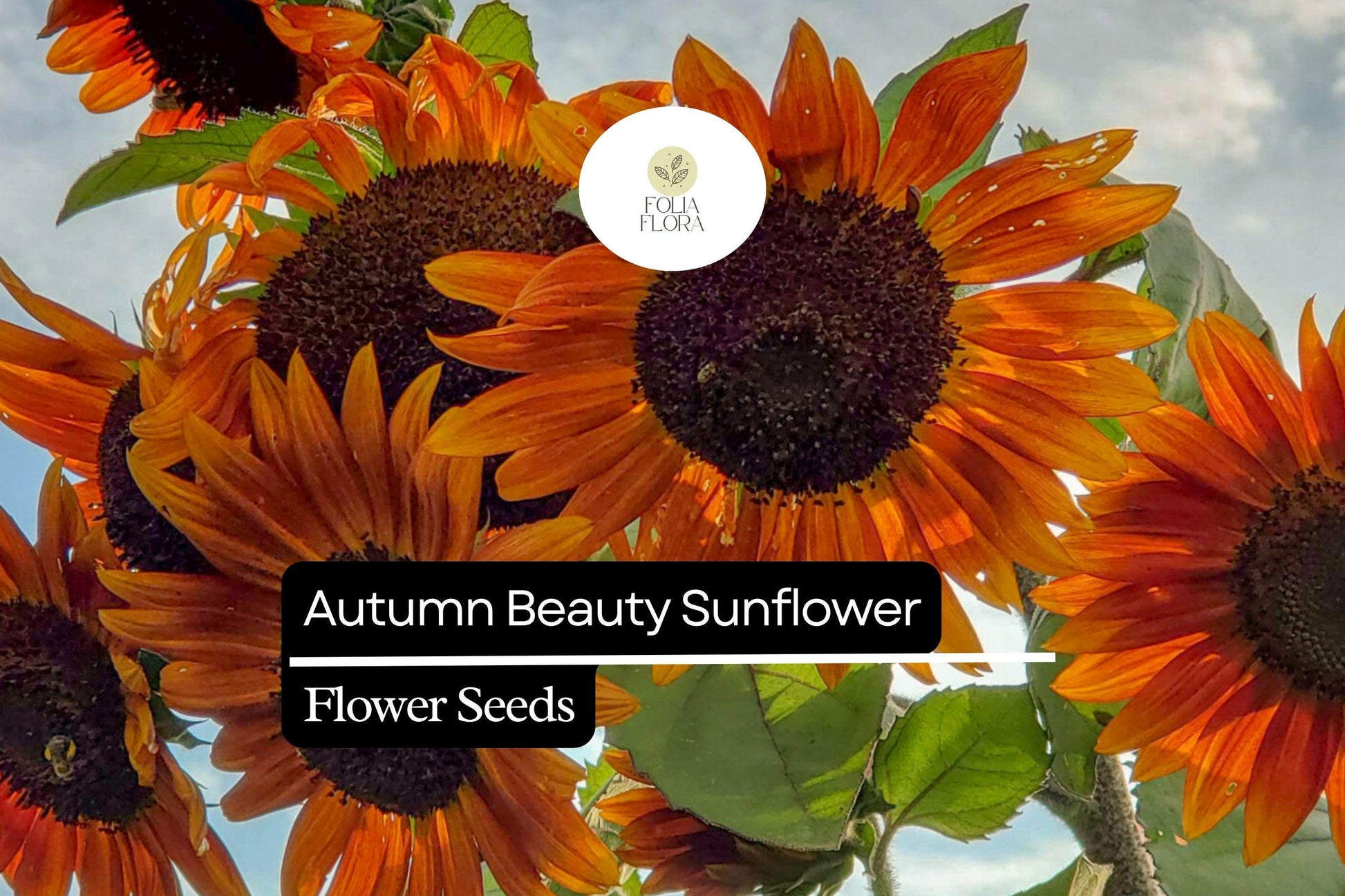 Autumn Beauty Sunflower Seeds 1g | Multicolored Blooms | Helianthus annuus | Fall-Inspired, Pollinator-Friendly, Tall Annual