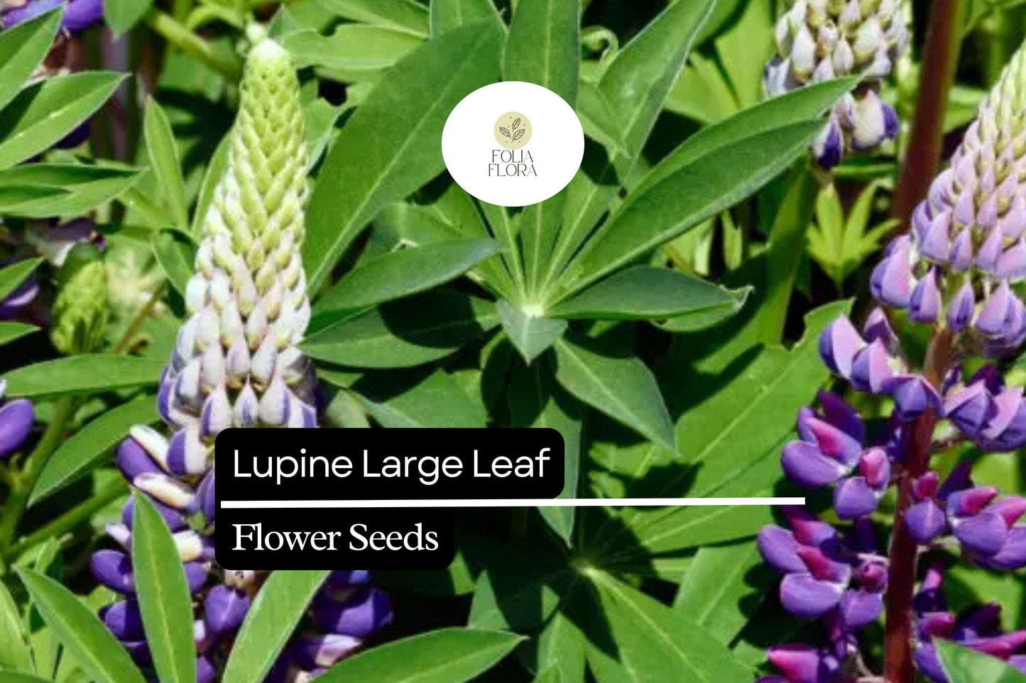 Large Leaf Lupine Seeds 500mg - Lupinus polyphyllus Pollinator-Friendly Wildflower for Gardens, Meadows, and Natural Landscapes