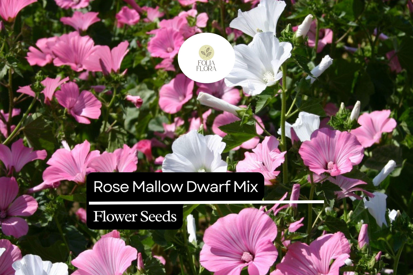 Dwarf Rose Mallow Seeds, Hibiscus moscheutos, Compact Perennial with Vibrant White, Pink, Red & Bi-Color Blooms, Pollinator-Friendly