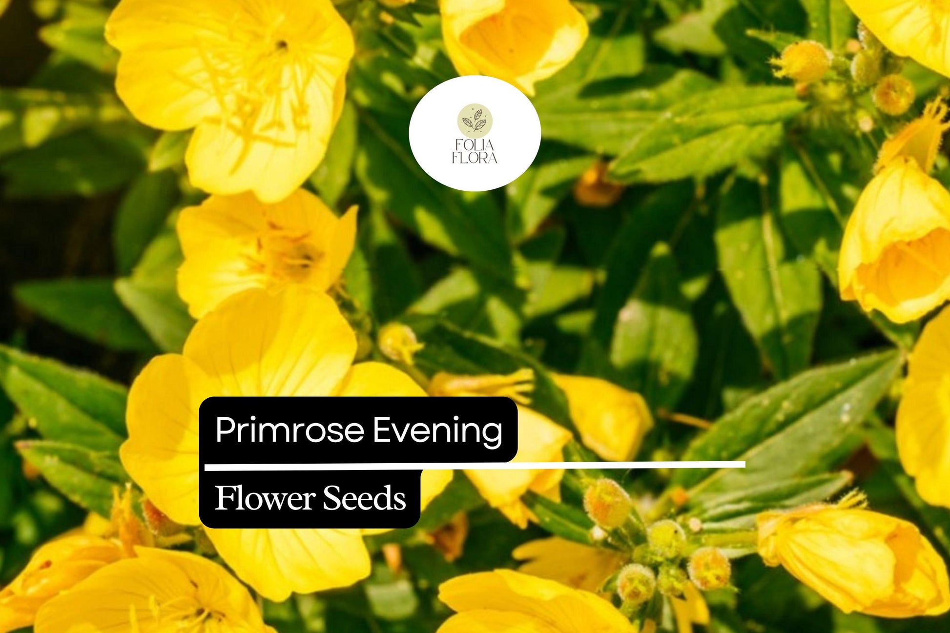 100mg Evening Primrose Seeds - Pollinator-Friendly Wildflower, Bright Yellow Blooms, Oenothera biennis, Night Blooming, Drought Tolerant