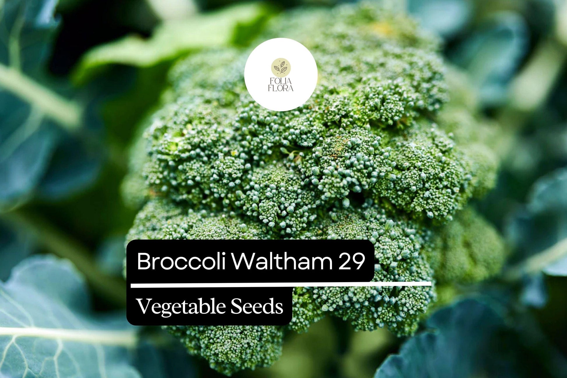 Waltham 29 Broccoli Seeds | Heirloom, Cold-Hardy, Large Heads, 1g Packet Brassica oleracea var. italica