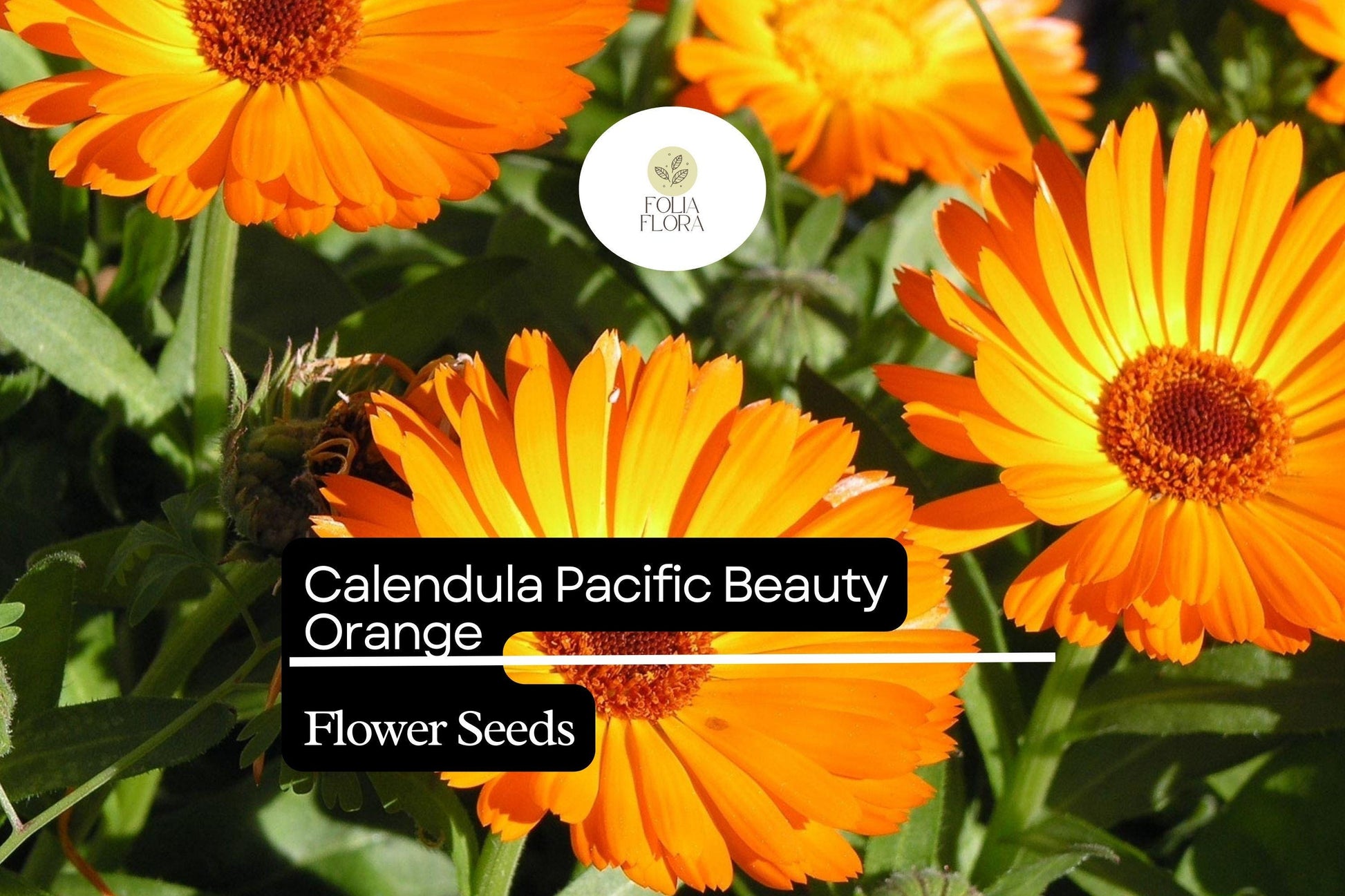 Calendula Pacific Beauty Orange Seeds | Edible Flowers for Gardens, Borders & Containers | Calendula officinalis