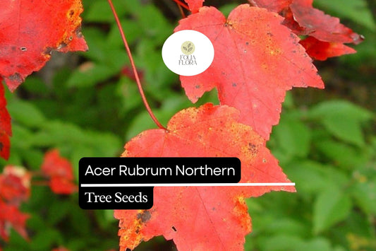 10 Acer rubrum Northern Red Maple Seeds | Vibrant Fall Foliage Shade Tree | Cold-Hardy Deciduous Tree for Landscaping