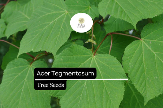 10 Acer tegmentosum Manchurian Snakebark Maple Seeds – Ornamental Deciduous Tree with Striped Green Bark