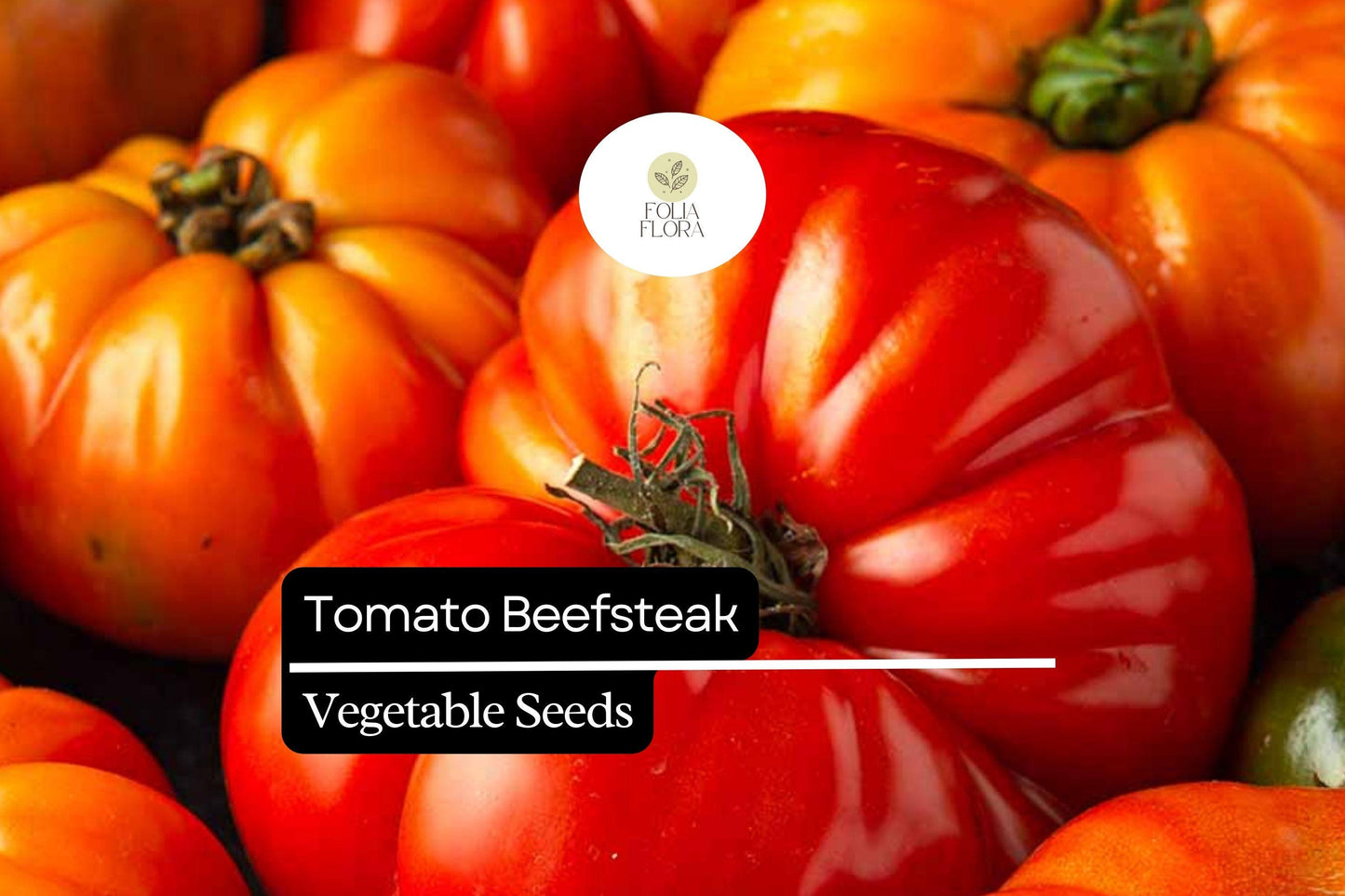 50 Seeds Beefsteak Tomato Heirloom Solanum lycopersicum Juicy Large Fruits for Slicing & Cooking