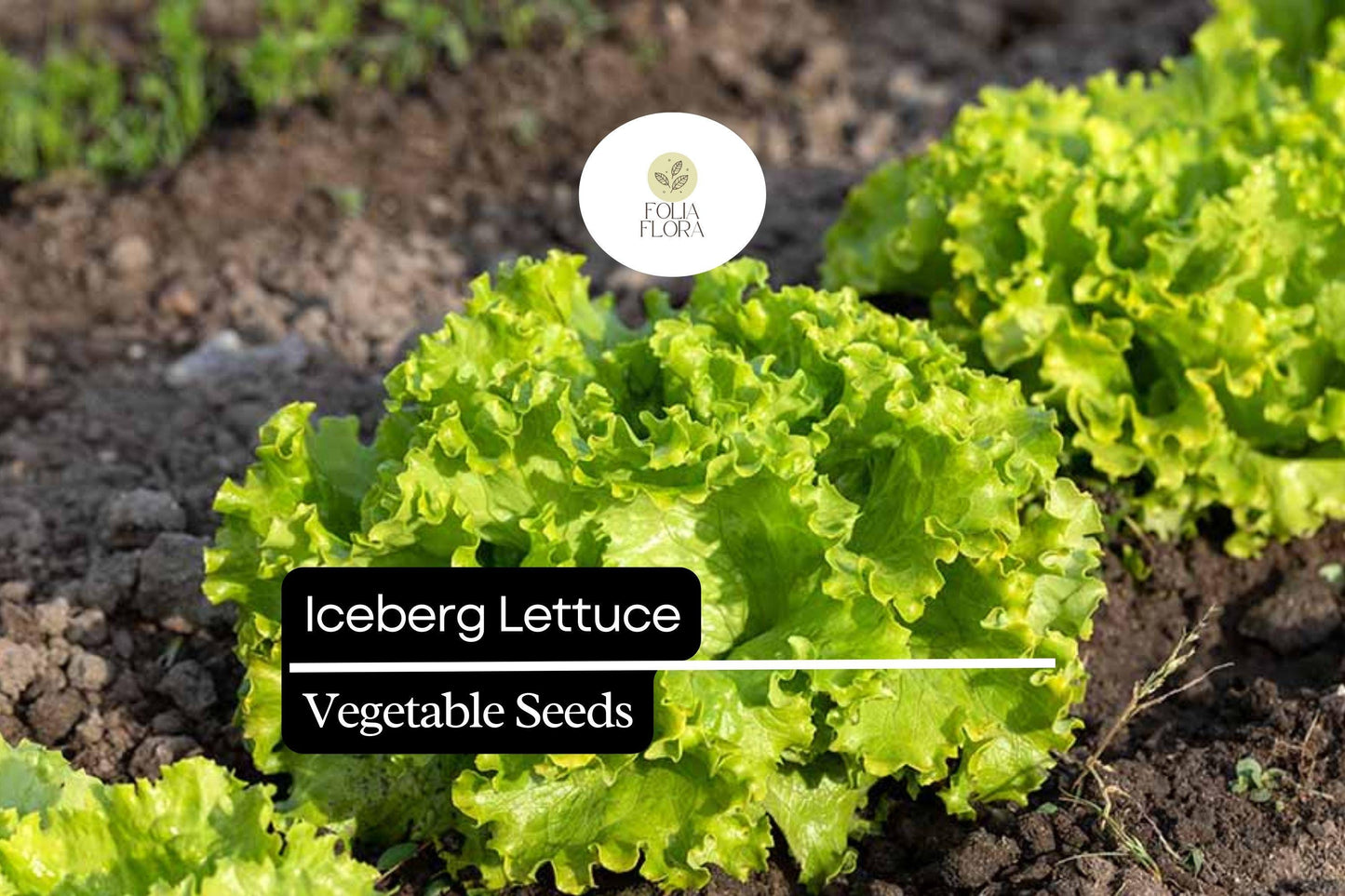 Iceberg Lettuce Seeds – Crisphead, Pale Green, Lactuca sativa, Garden, Salad, Heirloom