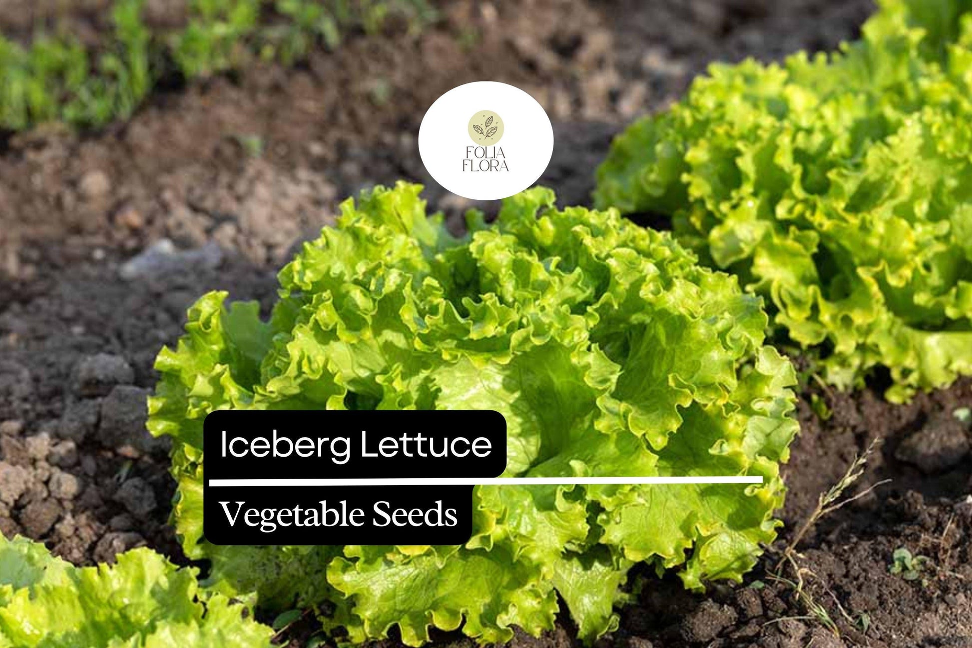 Iceberg Lettuce Seeds – Crisphead, Pale Green, Lactuca sativa, Garden, Salad, Heirloom